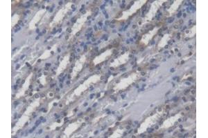 DAB staining on IHC-P; Samples: Mouse Kidney Tissue (POFUT1 抗体  (AA 243-393))