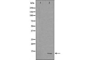 Western blot analysis of extracts from HepG2 cells using RPL39 antibody. (RPL39 抗体  (C-Term))