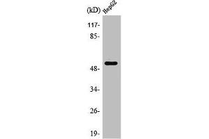 Western Blot analysis of HepG2 cells using PSMD12 Polyclonal Antibody (PSMD12 抗体  (Internal Region))
