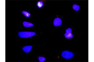 Proximity Ligation Analysis of protein-protein interactions between MAPK12 and DLG1. (MAPK12 抗体  (AA 1-367))