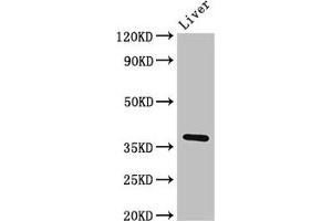 Western Blot Positive WB detected in: Rat liver tissue All lanes: Ppp1cb antibody at 3 μg/mL Secondary Goat polyclonal to rabbit IgG at 1/50000 dilution Predicted band size: 38 kDa Observed band size: 38 kDa (PPP1CB 抗体  (Catalytic Subunit))