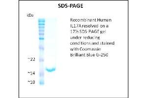 SDS-PAGE (SDS) image for Interleukin 17A (IL17A) (Active) protein (ABIN5509342) (Interleukin 17a 蛋白)