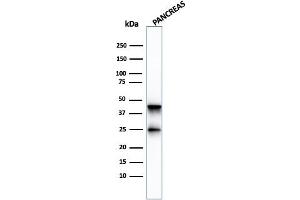 Western Blot Analysis of pancreatic tissue lysate using Carboxypeptidase A1 / CPA1 Mouse Monoclonal Antibody (CPA1/2713). (CPA1 抗体)