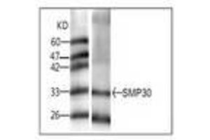Image no. 1 for anti-Regucalcin (RGN) antibody (ABIN791505) (Regucalcin 抗体)