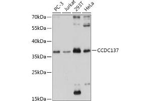 Western blot analysis of extracts of various cell lines, using CCDC137 antibody (ABIN7266435) at 1:1000 dilution. (CCDC137 抗体  (AA 213-288))