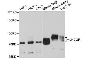 Western blot analysis of extracts of various cell lines, using LHCGR antibody (ABIN5973695) at 1/1000 dilution. (LHCGR 抗体)