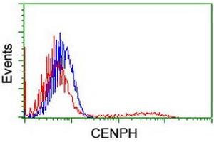HEK293T cells transfected with either RC204531 overexpress plasmid (Red) or empty vector control plasmid (Blue) were immunostained by anti-CENPH antibody (ABIN2455250), and then analyzed by flow cytometry. (CENPH 抗体)