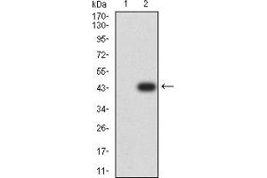 Western blot analysis using PCDH9 mAb against HEK293 (1) and PCDH9 (AA: 24-148)-hIgGFc transfected HEK293 (2) cell lysate.