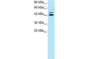WB Suggested Anti-IRF8 Antibody Titration:  0. (IRF8 抗体  (N-Term))