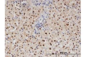 Image no. 1 for anti-RAD23 Homolog B (RAD23B) (AA 311-410) antibody (ABIN599426) (RAD23B 抗体  (AA 311-410))