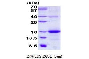 Image no. 1 for C-Type Lectin Domain Family 2, Member B (CLEC2B) (full length) protein (His tag) (ABIN1098744)