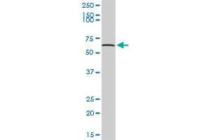 Western Blotting (WB) image for anti-Tripeptidyl Peptidase I (TPP1) (AA 1-563) antibody (ABIN947709)