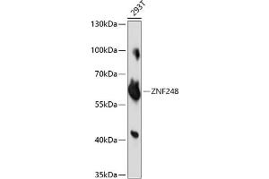 Western blot analysis of extracts of 293T cells, using ZNF248 antibody (ABIN7271470) at 1:1000 dilution. (ZNF248 抗体  (AA 1-110))