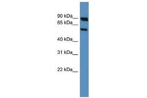 Western Blot showing Htr3a antibody used at a concentration of 1-2 ug/ml to detect its target protein. (Serotonin Receptor 3A 抗体  (Middle Region))