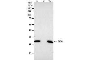 IP Image 14-3-3 sigma antibody immunoprecipitates SFN protein in IP experiments. (14-3-3 sigma/SFN 抗体)