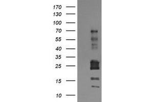 Image no. 1 for anti-Tripartite Motif Containing 22 (TRIM22) (AA 61-406) antibody (ABIN1491615) (TRIM22 抗体  (AA 61-406))