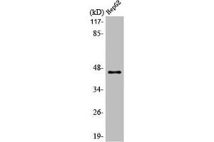 Western Blot analysis of HepG2 cells using MAGE-1 Polyclonal Antibody (MAGEA1 抗体  (C-Term))