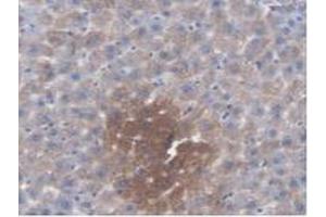 IHC-P analysis of Rat Liver Tissue, with DAB staining. (KMO 抗体  (AA 1-282))