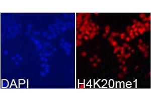 Immunofluorescence analysis of 293T cells using MonoMethyl-Histone H4-K20 antibody.