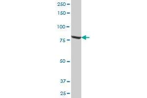 MUT MaxPab polyclonal antibody. (MUT 抗体  (AA 1-750))
