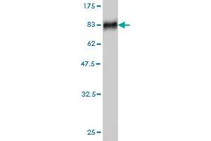 Western Blot detection against Immunogen (76. (MKNK1 抗体  (AA 1-465))