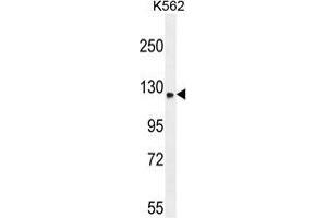 TMCO7 Antibody (C-term) western blot analysis in K562 cell line lysates (35 µg/lane). (TANGO6/TMCO7 抗体  (C-Term))