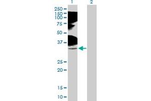 Western Blot analysis of TNFRSF14 expression in transfected 293T cell line by TNFRSF14 MaxPab polyclonal antibody. (HVEM 抗体  (AA 1-283))