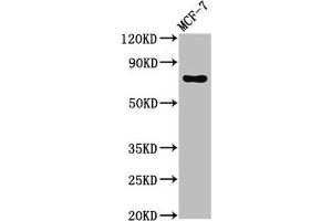 Western Blot Positive WB detected in: MCF-7 whole cell lysate All lanes: TUBGCP4 antibody at 3 μg/mL Secondary Goat polyclonal to rabbit IgG at 1/50000 dilution Predicted band size: 77 kDa Observed band size: 77 kDa (TUBGCP4 抗体  (AA 203-309))
