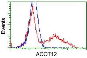 Image no. 2 for anti-Acyl-CoA Thioesterase 12 (ACOT12) antibody (ABIN1496416)