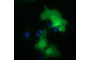 Immunofluorescence (IF) image for anti-E3 SUMO-Protein Ligase NSE2 (NSMCE2) antibody (ABIN1499526) (NSMCE2 抗体)