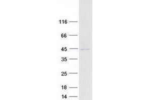 Western Blotting (WB) image for LRP2 Binding Protein (LRP2BP) protein (Myc-DYKDDDDK Tag) (ABIN2724891)