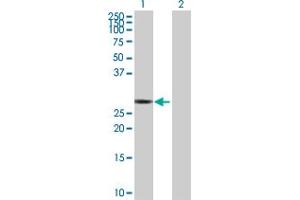 Western Blot analysis of RICTOR expression in transfected 293T cell line by RICTOR MaxPab polyclonal antibody. (RICTOR 抗体  (AA 1-265))