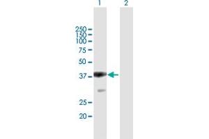 Western Blot analysis of PBRM1 expression in transfected 293T cell line by PBRM1 MaxPab polyclonal antibody.