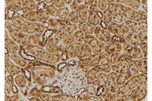 ABIN6275478 at 1/100 staining Rat kidney tissue by IHC-P. (RGS10 抗体  (Internal Region))