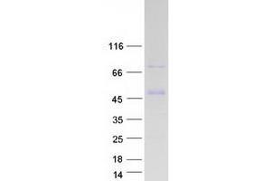 LUZP2 Protein (Myc-DYKDDDDK Tag)