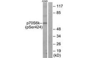 Western blot analysis of extracts from A549 cells treated with PMA 125ng/ML 30', using p70 S6 Kinase (Phospho-Ser424) Antibody.