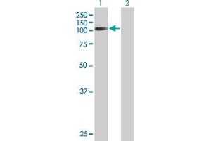 Western Blot analysis of FXR2 expression in transfected 293T cell line by FXR2 MaxPab polyclonal antibody. (FXR2 抗体  (AA 1-673))