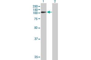 Western Blot analysis of FXR2 expression in transfected 293T cell line by FXR2 MaxPab polyclonal antibody.