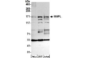 anti-Wings Apart-Like Protein Homolog (WAPAL) (AA 1125-1175) antibody
