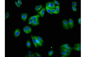 Immunofluorescence staining of HepG2 cells with ABIN7161426 at 1:200, counter-stained with DAPI. (NETO1 抗体  (AA 367-507))