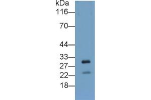 Detection of APOA5 in Cavia Liver lysate using Polyclonal Antibody to Apolipoprotein A5 (APOA5) (APOA5 抗体  (AA 167-335))