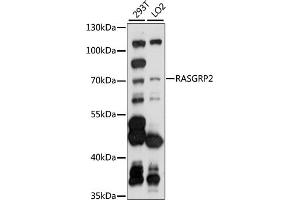 Western blot analysis of extracts of various cell lines, using R antibody (ABIN7269862) at 1:1000 dilution. (RASGRP2 抗体  (AA 1-200))