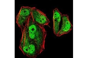 Immunofluorescence analysis of Hela cells using MLH1 mouse mAb (green). (MLH1 抗体  (AA 381-483))