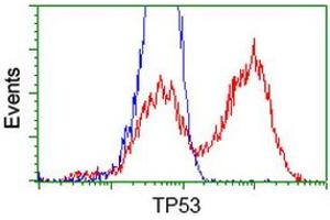 HEK293T cells transfected with either RC200003 overexpress plasmid (Red) or empty vector control plasmid (Blue) were immunostained by anti-TP53 antibody (ABIN2454666), and then analyzed by flow cytometry. (p53 抗体)