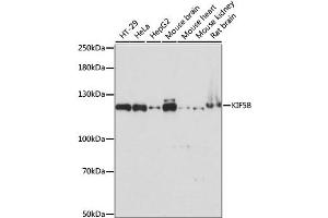 Western blot analysis of extracts of various cell lines, using KIF5B antibody. (KIF5B 抗体)