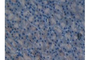 Detection of FIL1d in Mouse Pancreas Tissue using Polyclonal Antibody to Interleukin 1 Delta (FIL1d) (FIL1d 抗体  (AA 1-156))