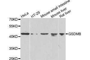 Western blot analysis of extracts of various cell lines, using GSDMB antibody (ABIN4903833) at 1:1000 dilution. (Gasdermin B 抗体)