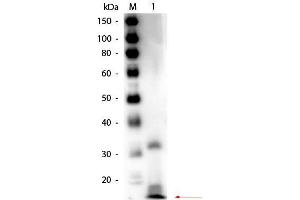 Western Blot of Rabbit anti-Ribonuclease A Antibody Biotin Conjugated. (RNASE1 抗体  (Biotin))