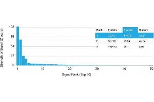 Protein Array (PAr) image for anti-Caudal Type Homeobox 2 (CDX2) (AA 150-249) antibody (ABIN6939057)