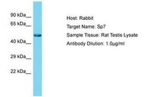 Image no. 1 for anti-Sp7 Transcription Factor (SP7) (N-Term) antibody (ABIN6750282) (SP7 抗体  (N-Term))